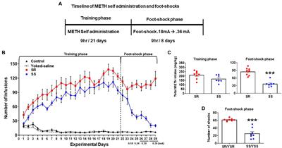 Compulsive methamphetamine self-administration in the presence of adverse consequences is associated with increased hippocampal mRNA expression of cellular adhesion molecules